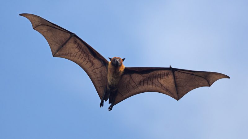 Indian Flying Fox – ecoheritage.cpreec.org