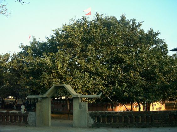 The Tradition of Banyan Tree in Odisha – ecoheritage.cpreec.org